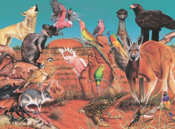Blue Opal Wild Australia The Outback 100pc