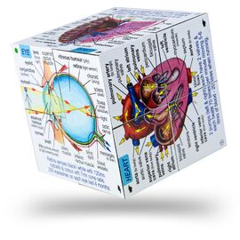 ZooBooKoo Cube Book | The Human Body