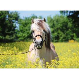 Ravensburger White Horse Jigsaw Puzzle 500pc